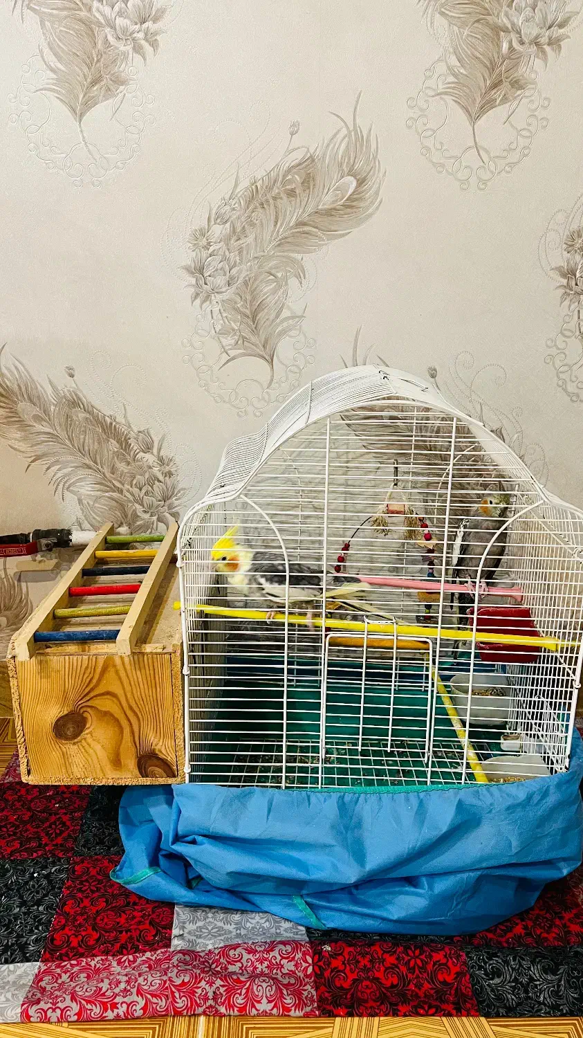 یک جفت عروس هلندی بهمراه قفس و لانه فروشی|پرنده|لنگرود, |دیوار