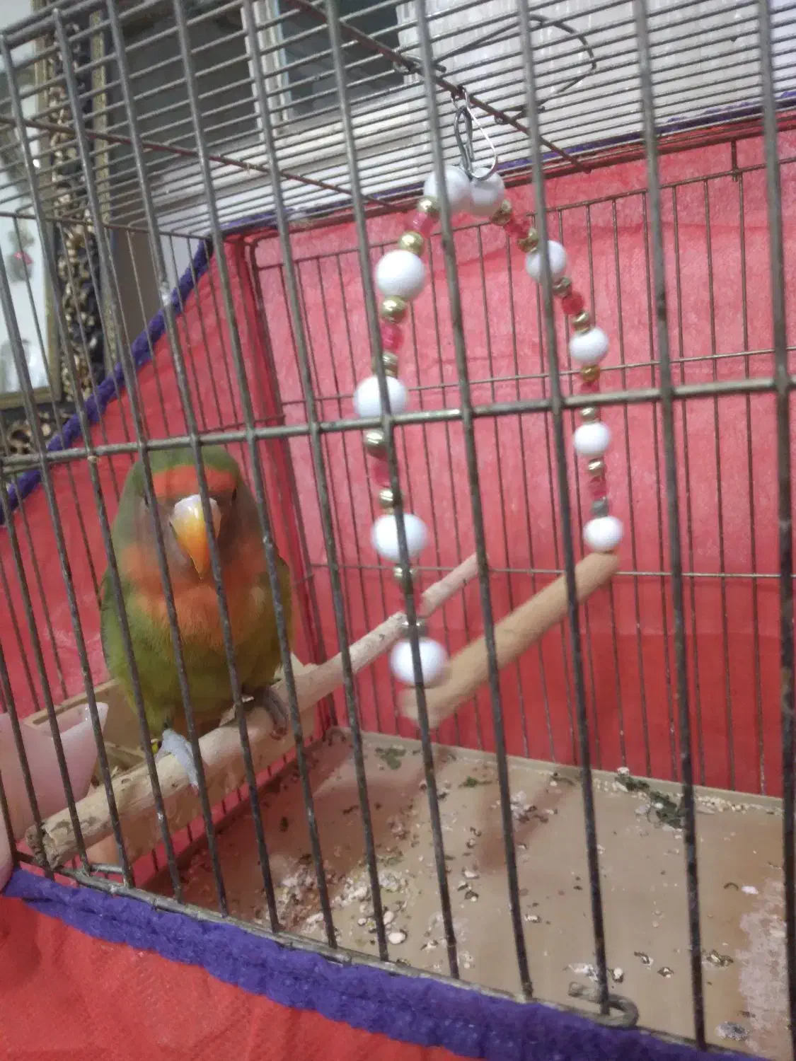 طوطی برزیلی|پرنده|بروجرد, |دیوار