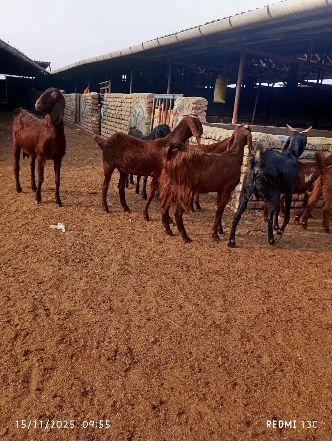 8راس بز جوان دورگ|حیوانات مزرعه|گنبد کاووس, |دیوار