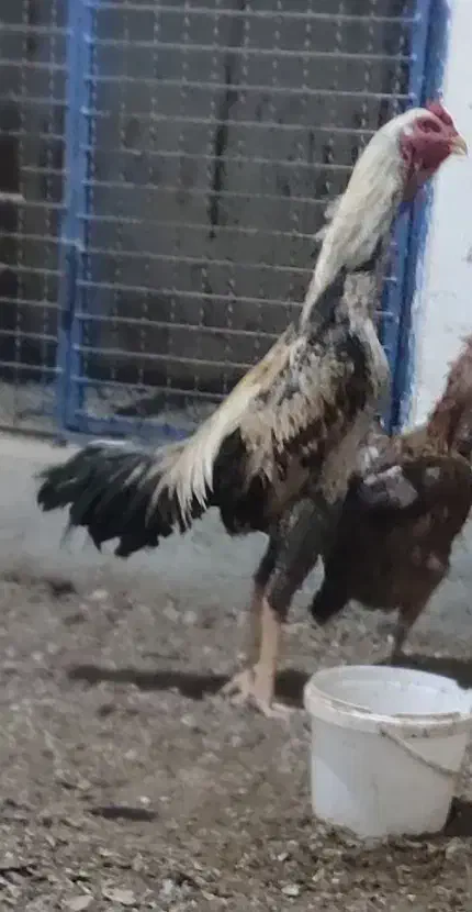 خروس لاری|حیوانات مزرعه|نقده, |دیوار