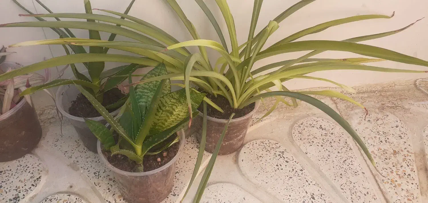 گل سانسوریا|گل و گیاه طبیعی|ایلام, |دیوار