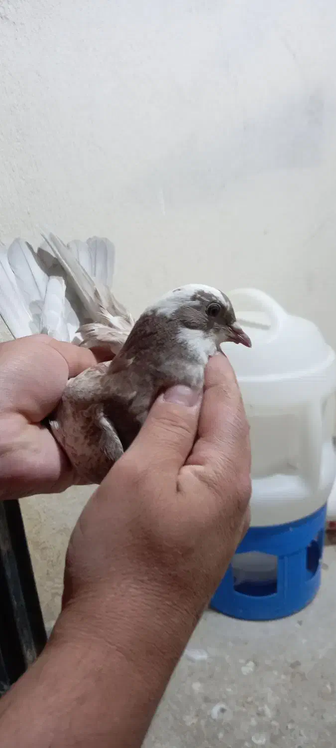 کبوتر|پرنده|محمدشهر, ولدآباد|دیوار