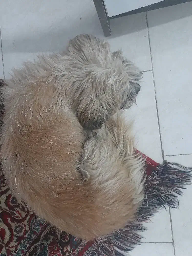 واگذاری شیتزو|سگ|صفادشت, |دیوار