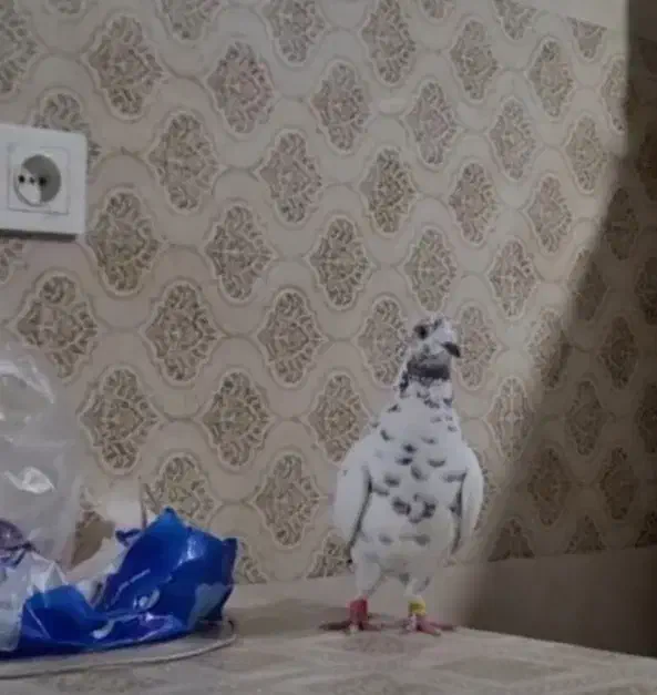 کفتر سار سوسکی پلاکی|پرنده|بجنورد, |دیوار