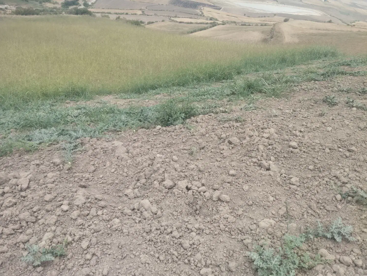 زمین اجاره دیم 4هکتار|فروش دفتر صنعتی، کشاورزی، تجاری|صادق آباد, |دیوار