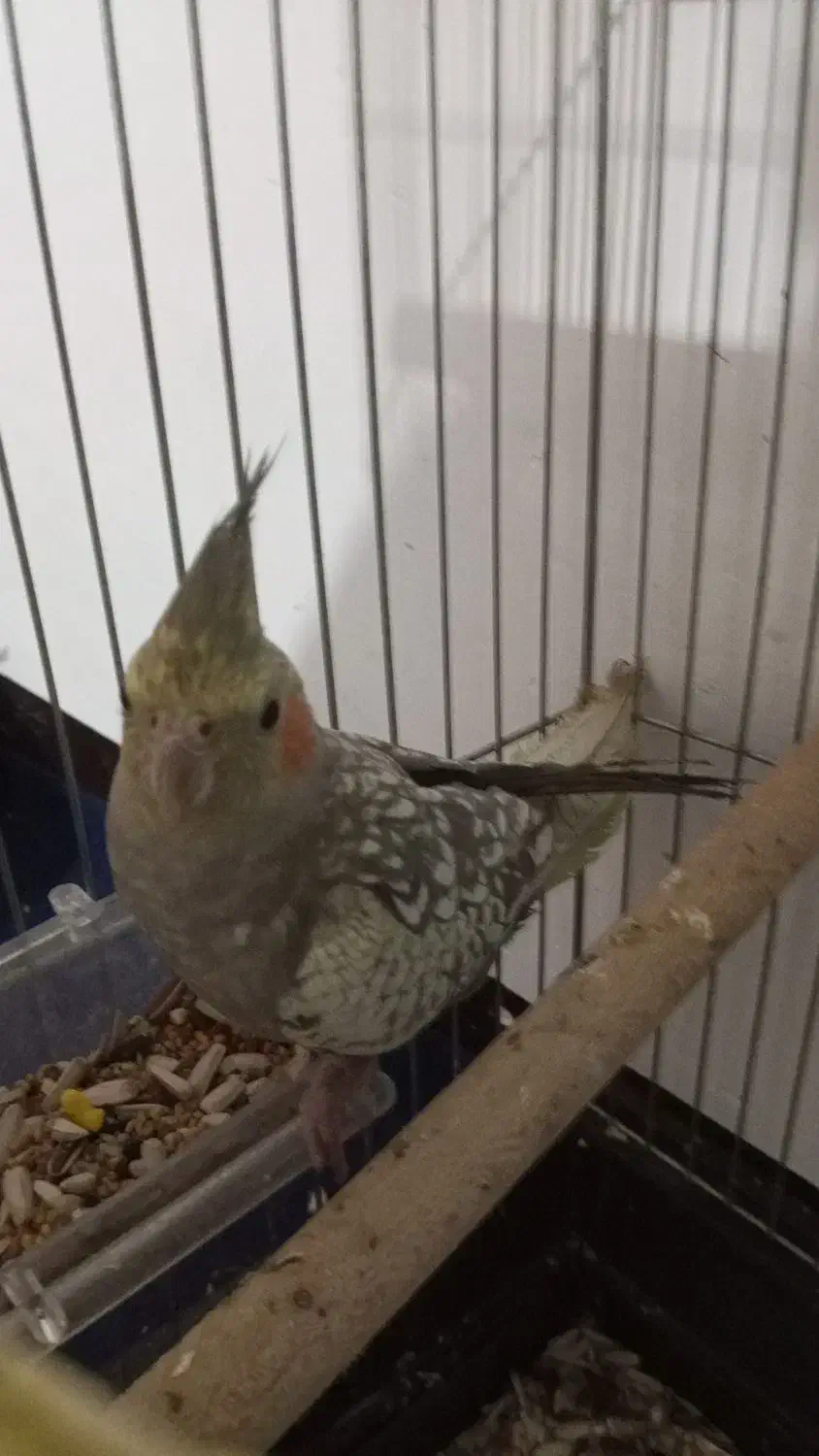 عروس هلندی|پرنده|شوش, |دیوار