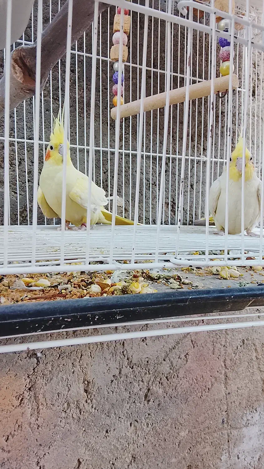 عروس هلندی|پرنده|خاش, |دیوار