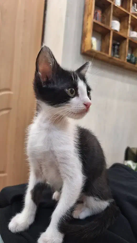 واگذاری گربه|گربه|رشت, حسین آباد|دیوار