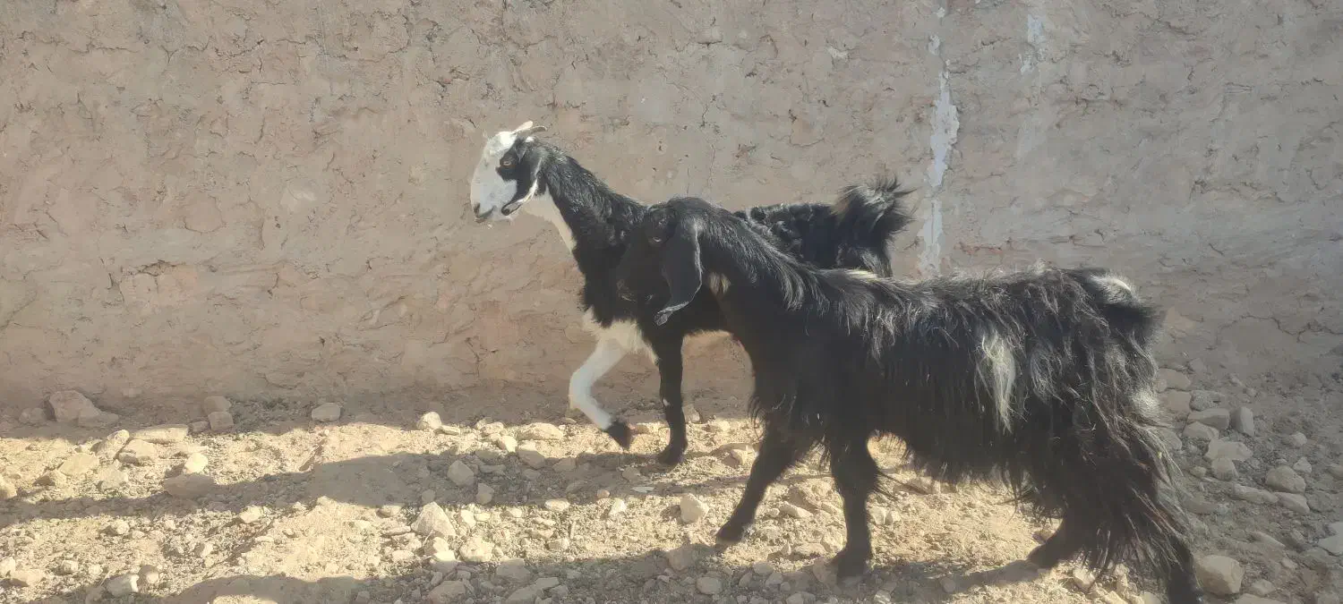 بز درجه یک نابروان|حیوانات مزرعه|دهدشت, |دیوار