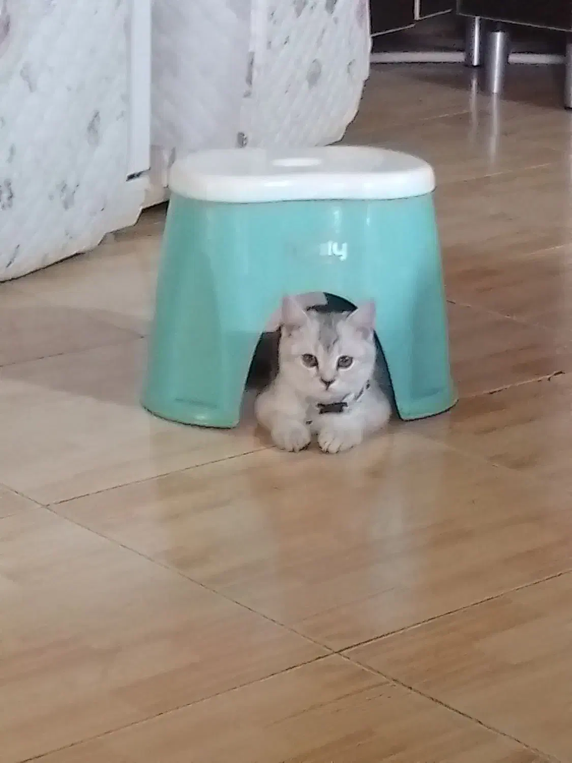 واگذاری گربه سفید نژاد اسکاتیش شورت هیر|گربه|کرمانشاه, |دیوار