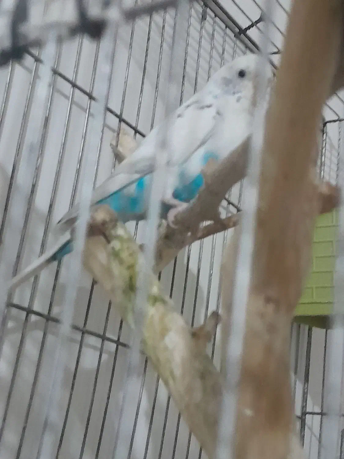 مرغ عشق|پرنده|سیرجان, |دیوار