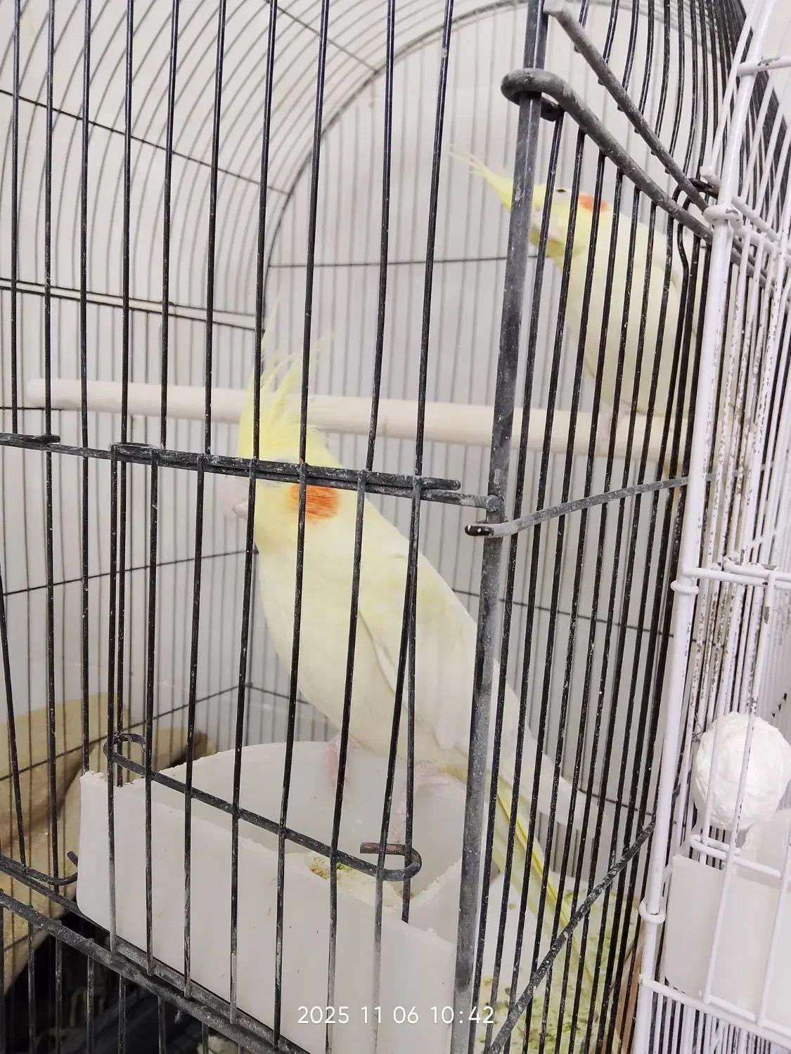 چهار عدد عروس هلندی خوب|پرنده|زارچ, |دیوار