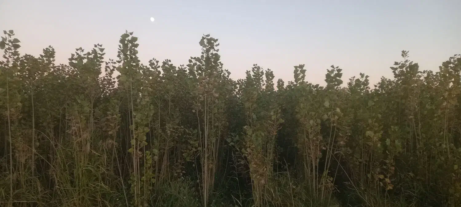 صنوبر ترکیه|عمده‌فروشی|میاندوآب, |دیوار