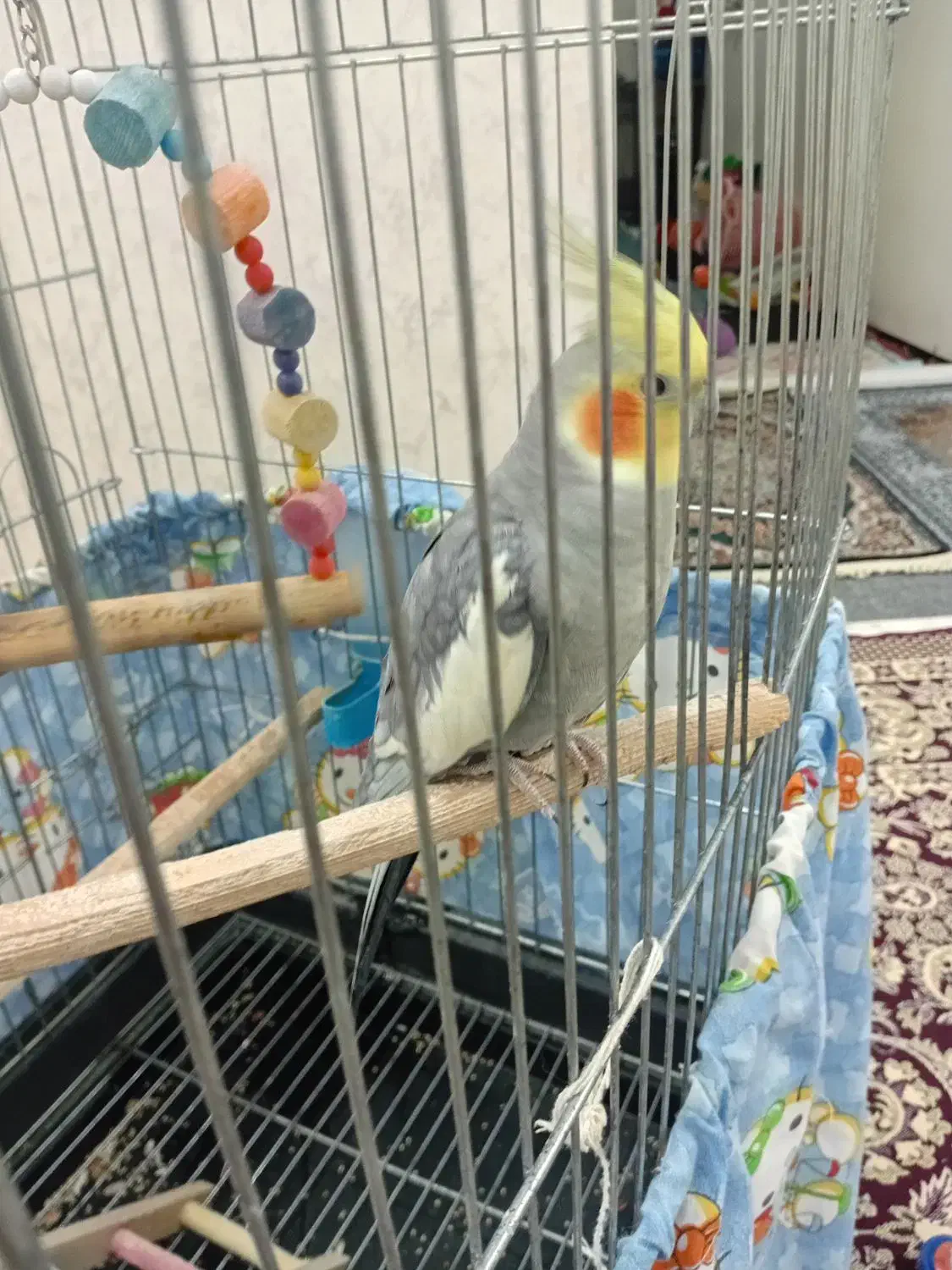 عروس هلندی|پرنده|ری, شهادت|دیوار