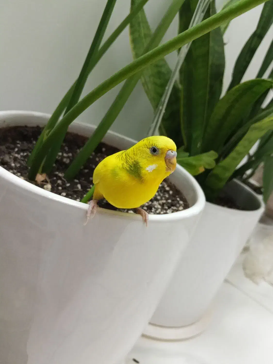 مرغ عشق نر|پرنده|اسلام‌شهر, شهرک محمدیه|دیوار