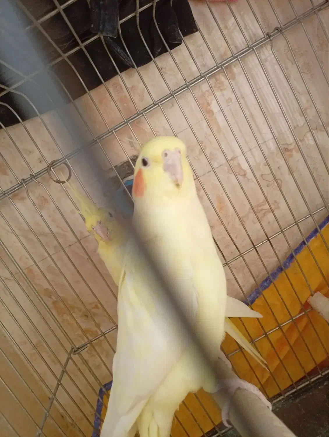 عروس هلندی نرو ماده سالم|پرنده|شریف‌آباد, |دیوار