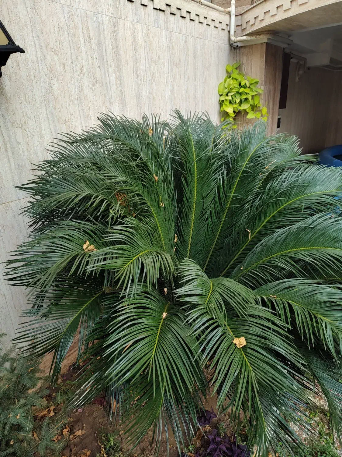 گل سیکاس|گل و گیاه طبیعی|بابل, |دیوار