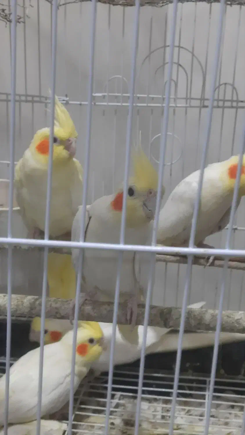 فروش سه جفت عروس هلندی لوتینو|پرنده|لامرد, |دیوار