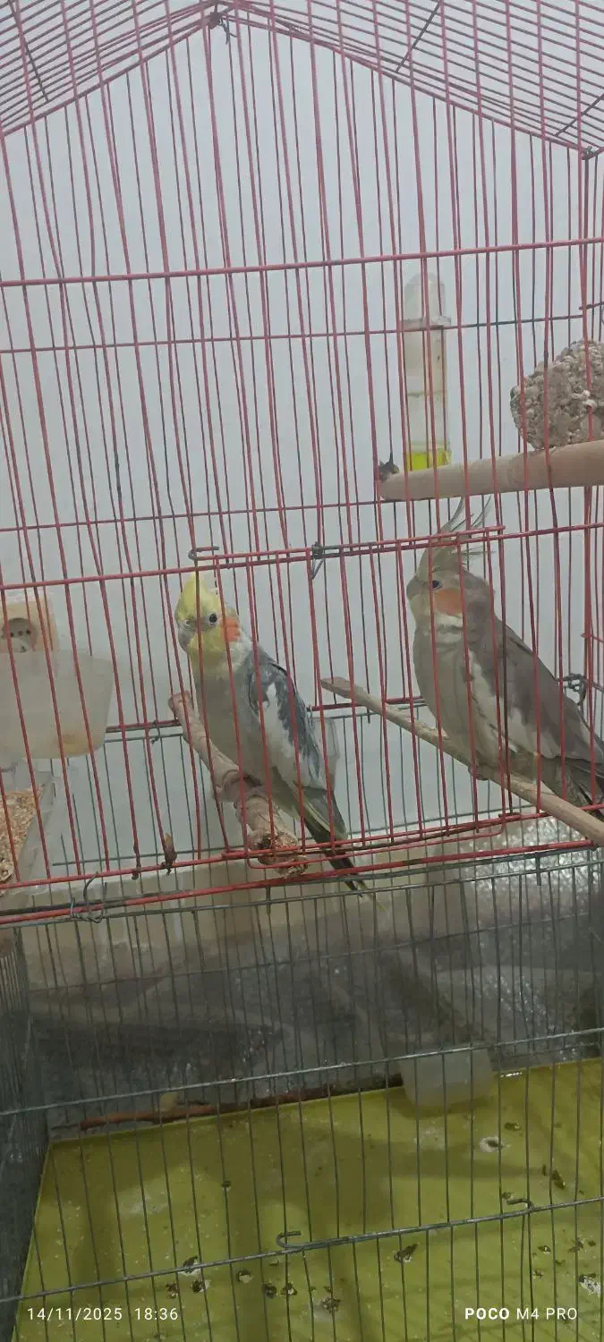 عروس هلندی نروماده مولد باقفس|پرنده|دورود, |دیوار