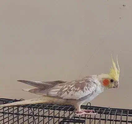 عروس هلندی نر مرواریدی یکساله آماده|پرنده|شاهینشهر, فیض|دیوار