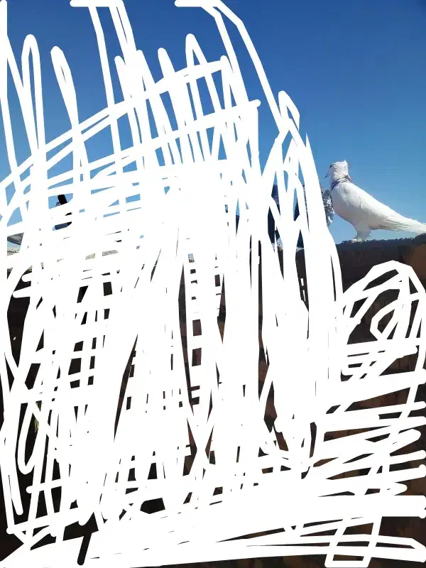 کفتر طوقی|پرنده|تایباد, |دیوار