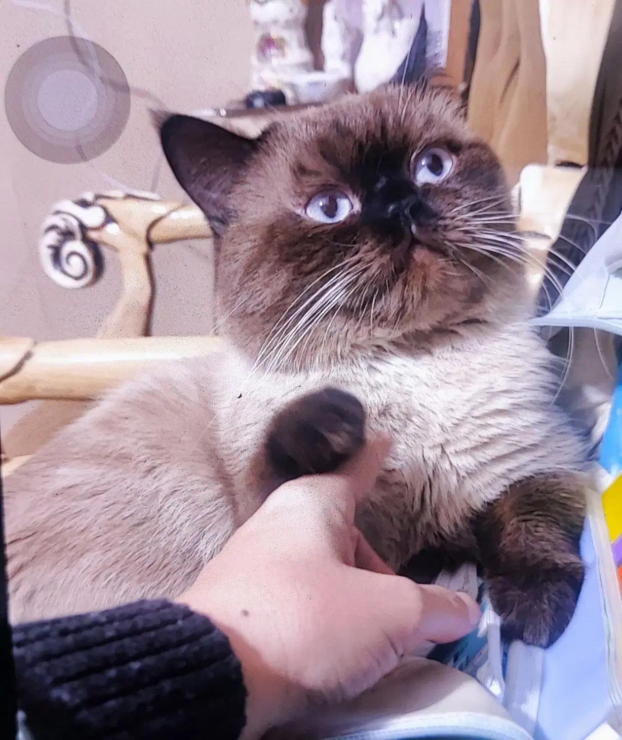 گربه|گربه|هشتگرد, شهرک بعثت|دیوار