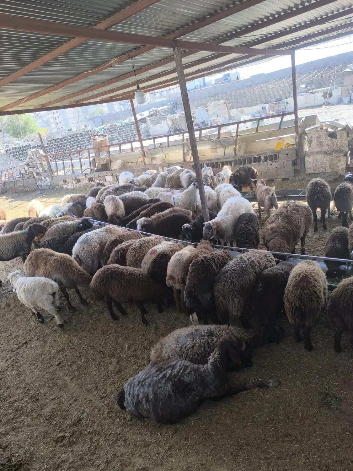 دام زنده ارزان شدگوسفندبرای عقیقه عروسی نذری وغیره|حیوانات مزرعه|مشهد, فارغ التحصیلان|دیوار