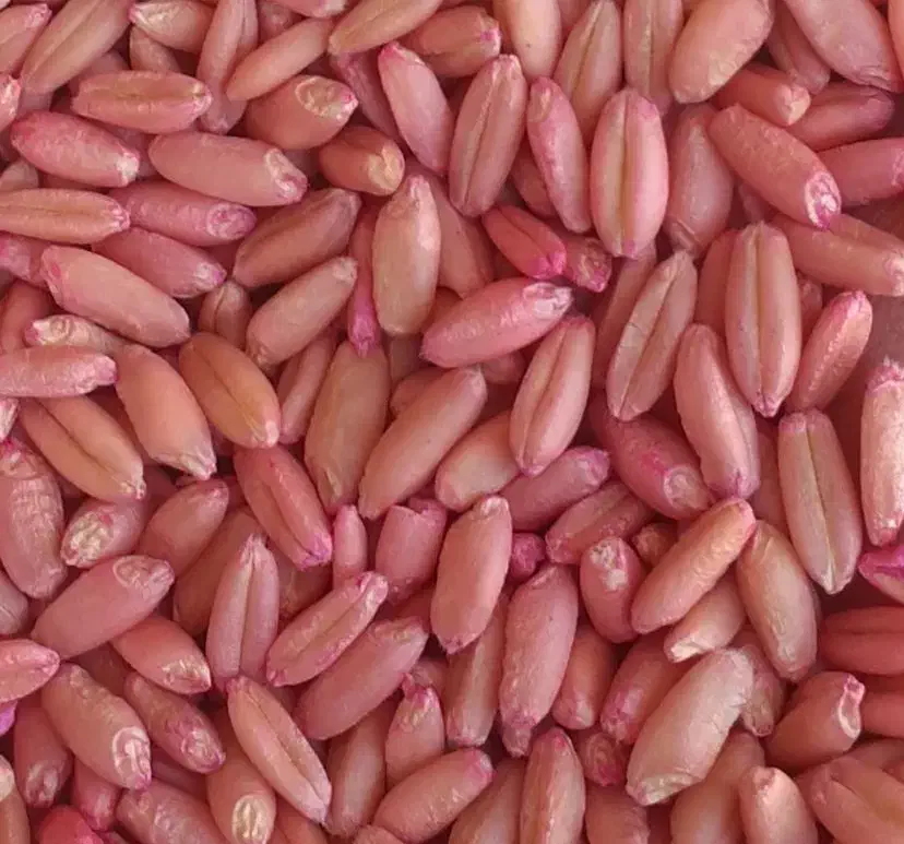 گندم بذر دیم|عمدهفروشی|الیگودرز, |دیوار