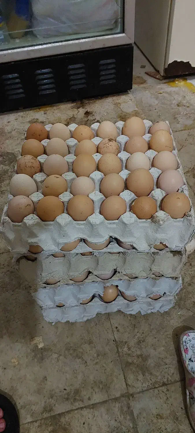 تخم مرغ محلی ، تخم اردک اسرائیلی و تخم بلدرچین|حیوانات مزرعه|کلاچای, |دیوار