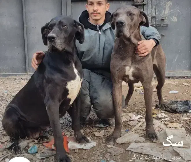 سگ گریدین اصل شناسنامه دار|سگ|مشهد, كنويست|دیوار