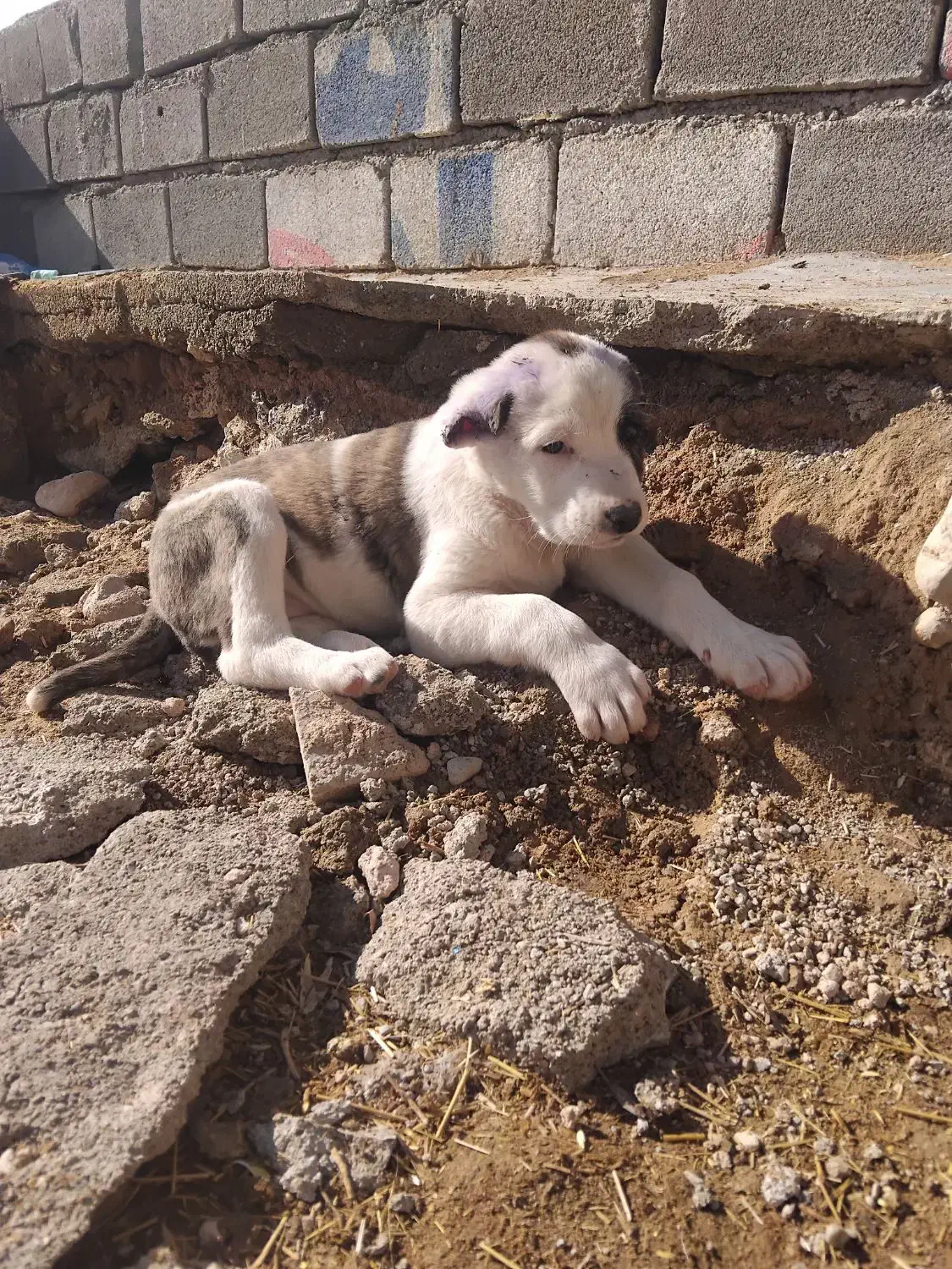 واگذاری سگ|سگ|شیروان (خراسان), |دیوار