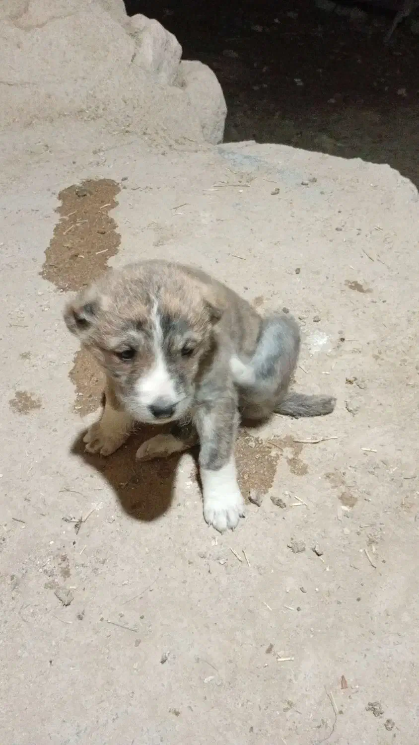 توله سگ سرابی اسل ماده ۶تابراواگزاری|سگ|بجنورد, |دیوار