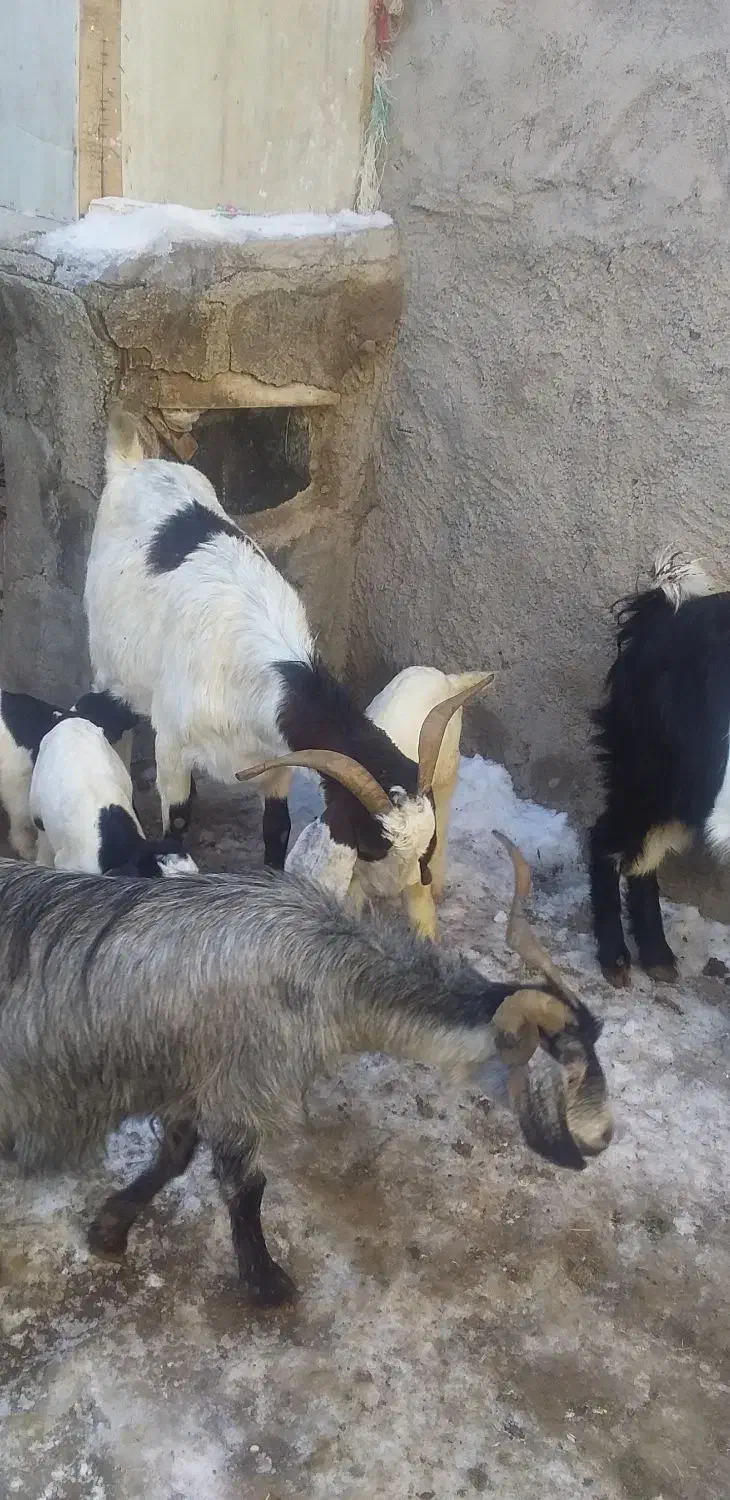 بزشیری|حیوانات مزرعه|فاروج, |دیوار