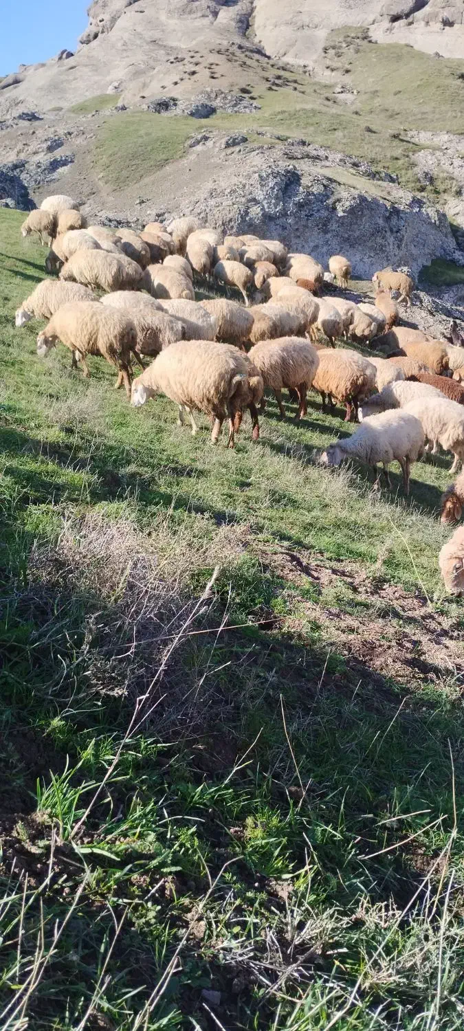 پنچاه راس گوسفند مغانی بره دار یلینی|حیوانات مزرعه|انگوت, |دیوار