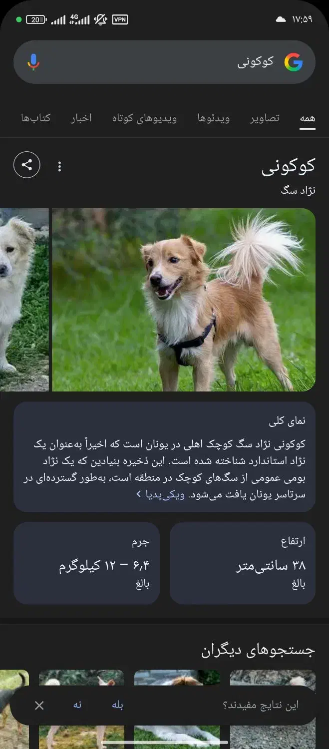 سگ پاکوتاه|سگ|کرمان, |دیوار