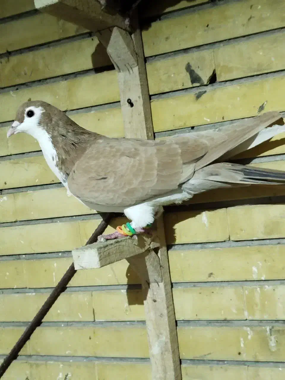 کبوتر رنگی پرشی|پرنده|مشهد, اقبال|دیوار
