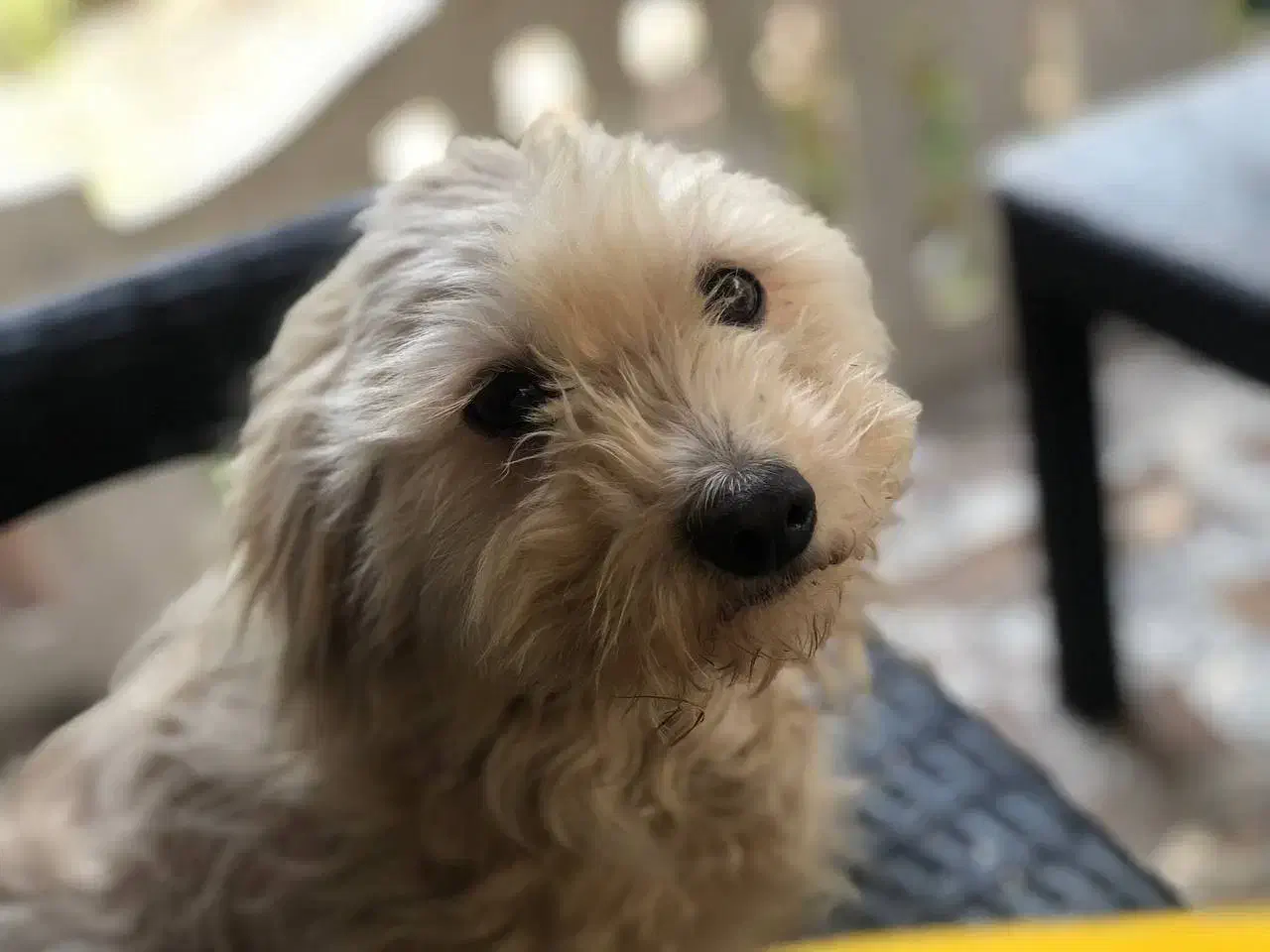 سگ خوشکل|سگ|خمام, |دیوار