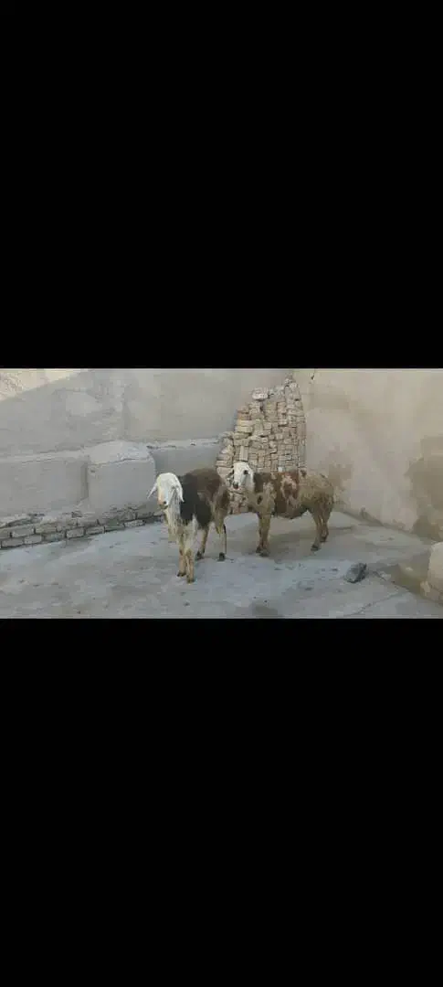 قوچ پلنگی|حیوانات مزرعه|بروجرد, |دیوار