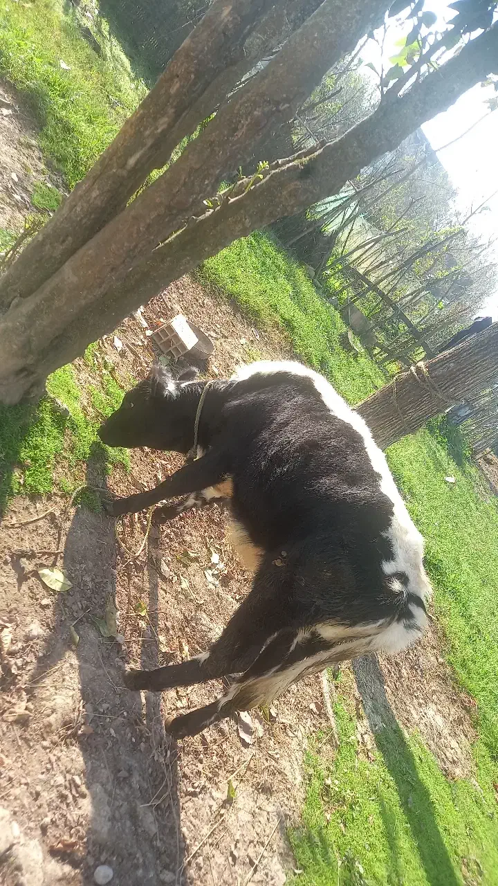 لیشه دورگ ۹ ماه|حیوانات مزرعه|سیاهکل, |دیوار