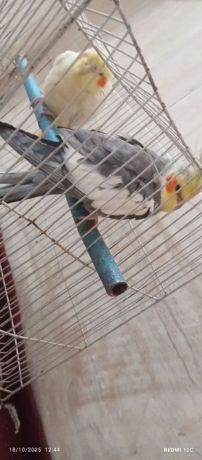 عروسهلندی|پرنده|رضویه, |دیوار