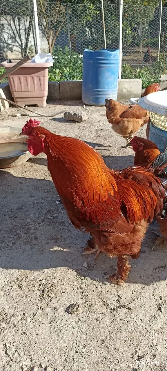 مرغ و خروس پاپر زیبا (دورگه برهما)|حیوانات مزرعه|فرح آباد, |دیوار