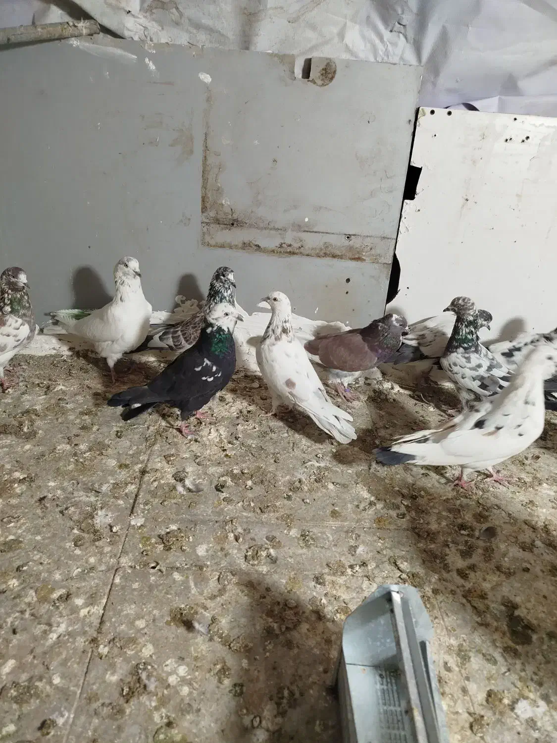 کفتر تهرانی|پرنده|بومهن, |دیوار