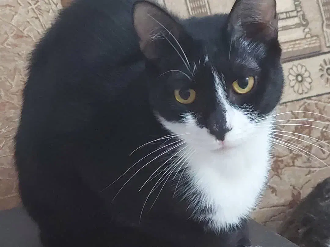 واگذاری رایگان گربه|گربه|لاهیجان, یحی آباد|دیوار