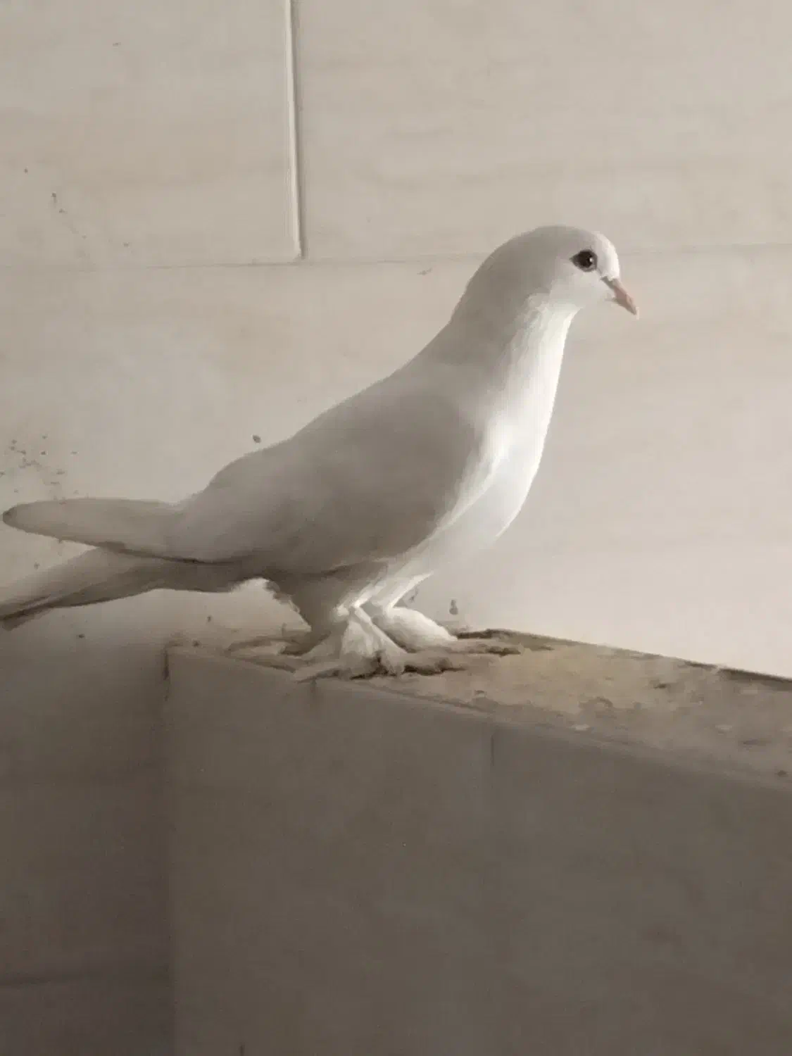 کبوتر سفید نر هل|پرنده|شیراز, کرونی(خاتونک)|دیوار