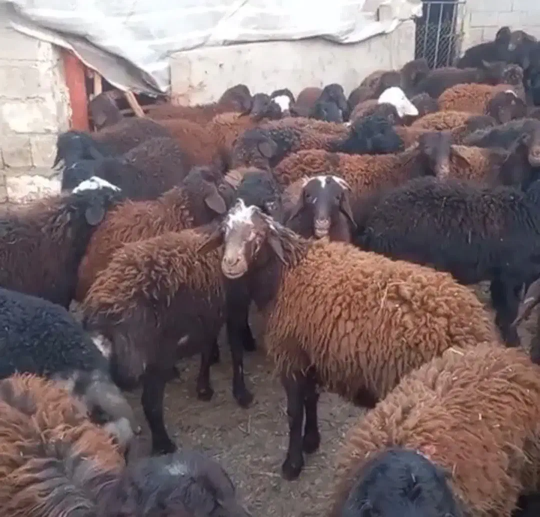 بره نر درجه ۱|حیوانات مزرعه|ماهدشت, |دیوار