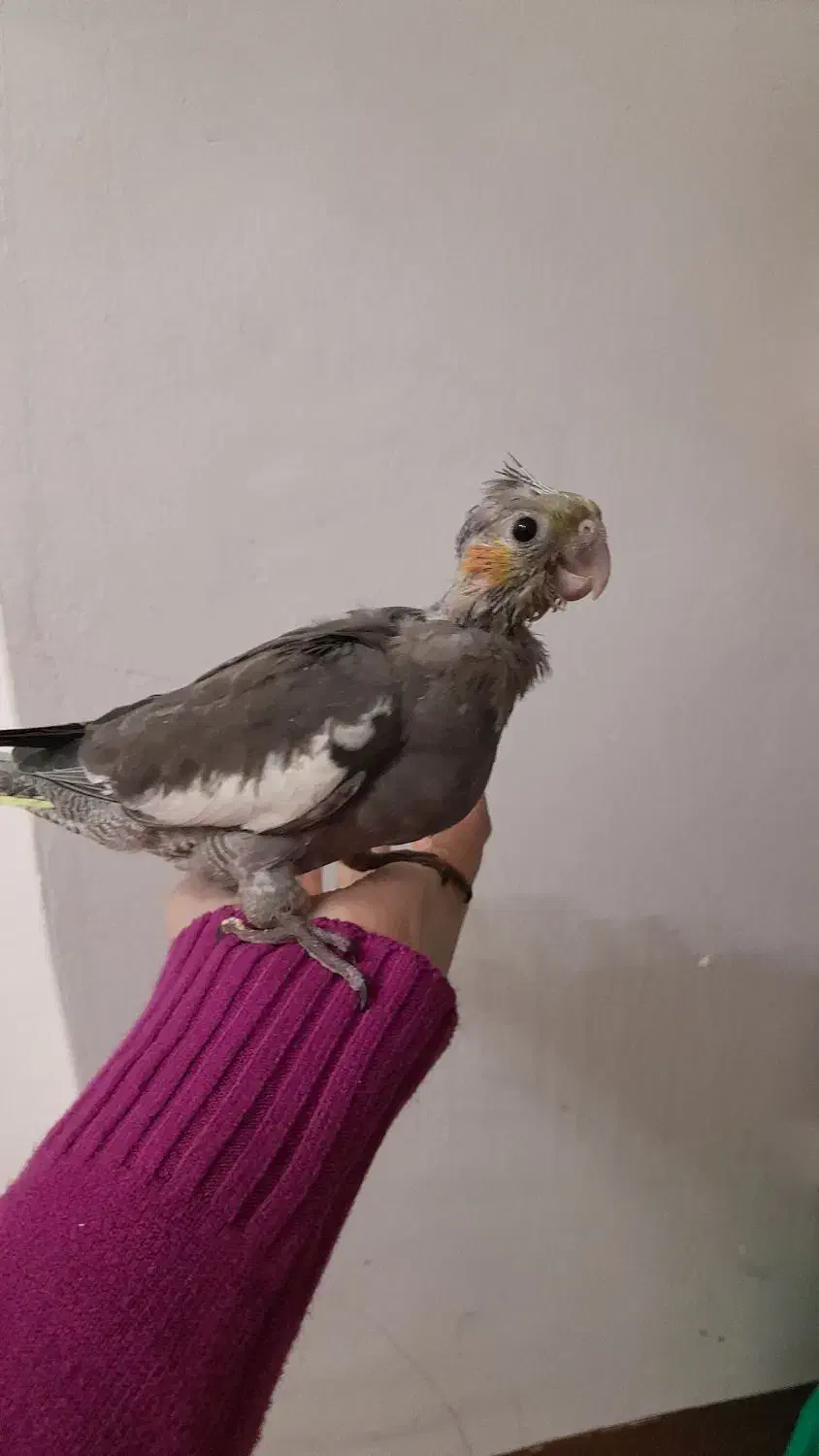 جوجه عروس هلندی|پرنده|دزفول, |دیوار