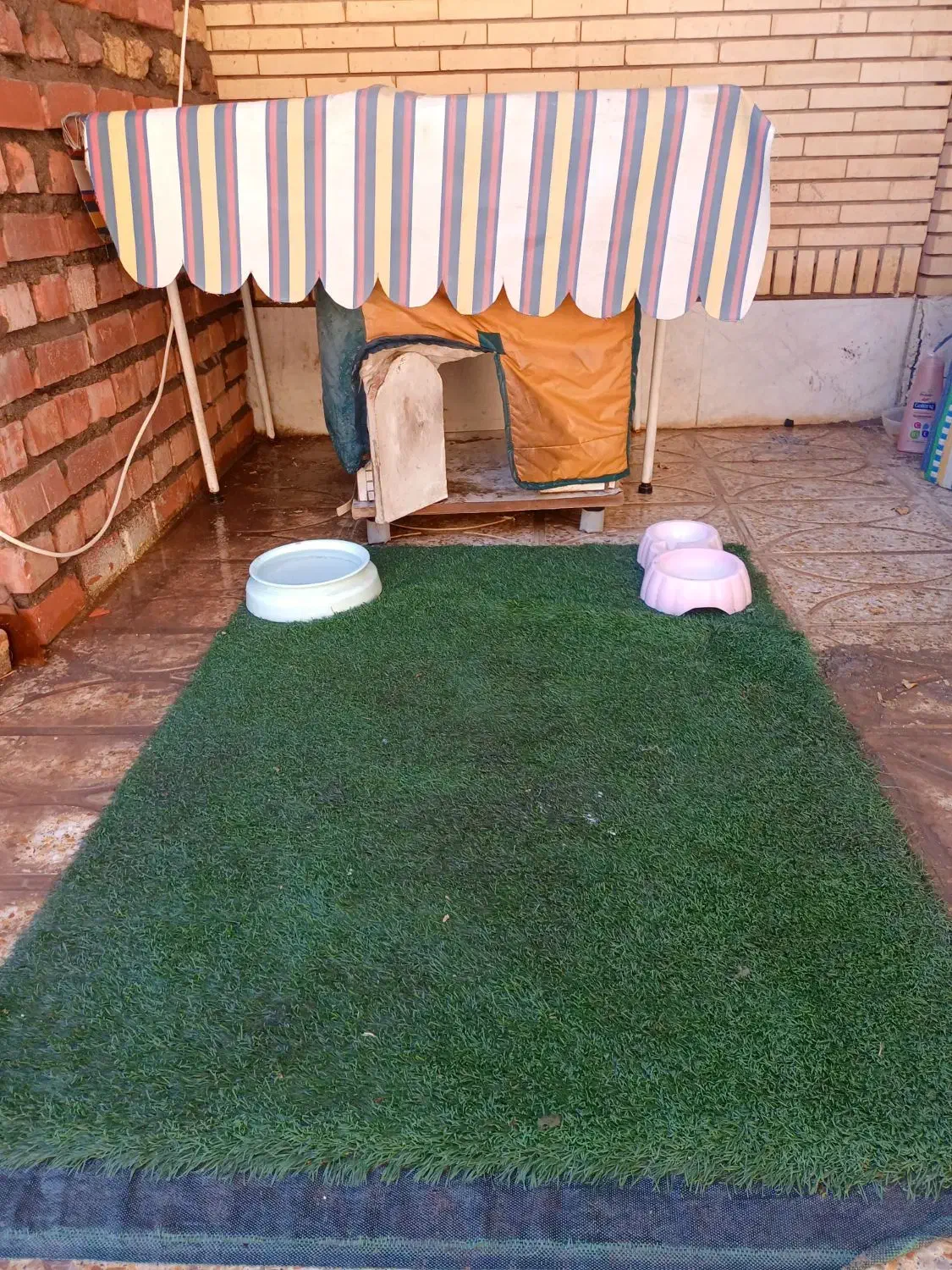 سگ شیتزو|سگ|کرمان, |دیوار