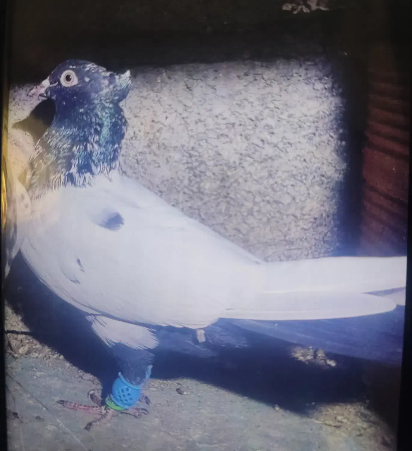 کبوتر سینه سیاه و سرخ|پرنده|ارطه, |دیوار