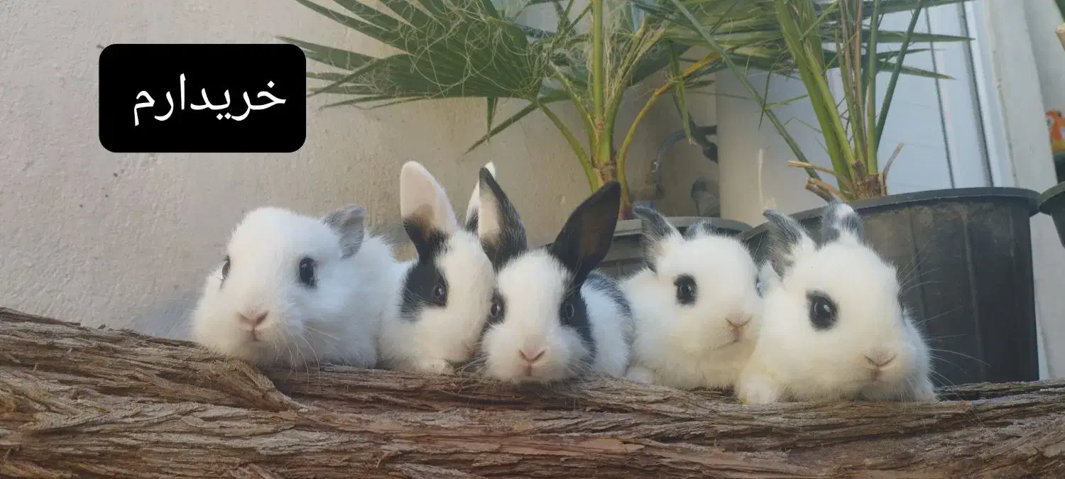 بچه خرگوش|موش و خرگوش|بوشهر, |دیوار