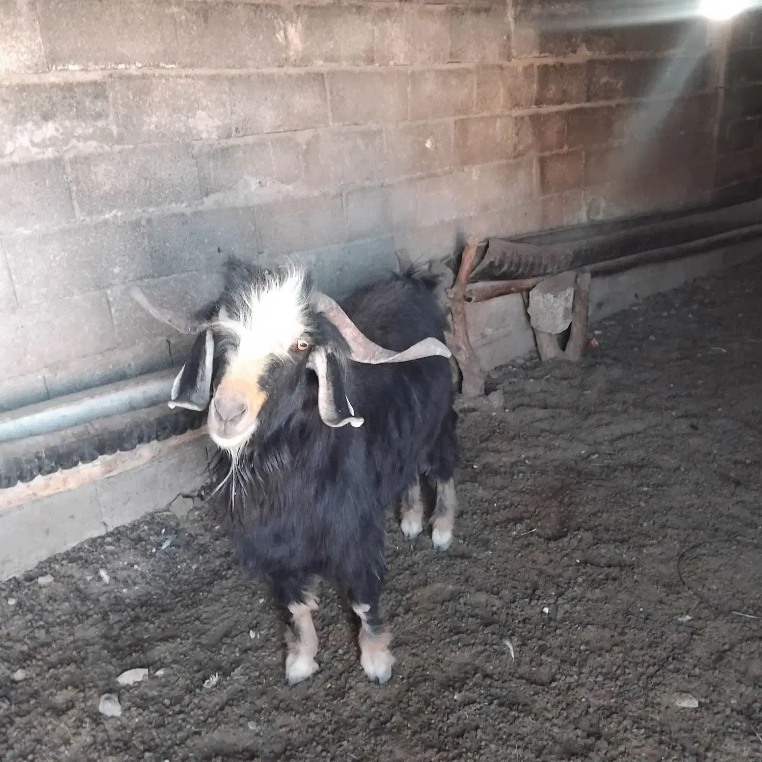 ساوارین دوسال ونیم.|حیوانات مزرعه|کوهدشت, |دیوار